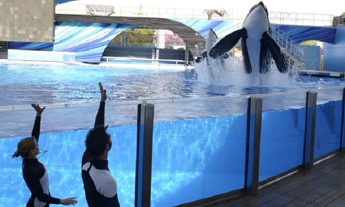 Tilikum, SeaWorld killer whale shown in Blackfish documentary, dies after illness 